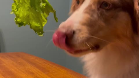 Cooper the Australian Shepherd Doesn't Like Salad