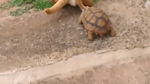 Tortoise Startles Dog With Bite