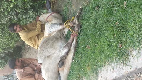 Cow Qurbani on Eid Ul Adha