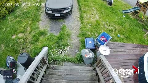 Moment a dog escaped the clutches of a bald eagle in Canada.