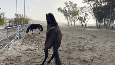 Happy Horses At, The Heart Of The Horse Therapy Ranch