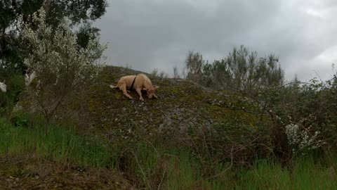 Suzie Pushes Meatball the Goat Sliding Down Boulder