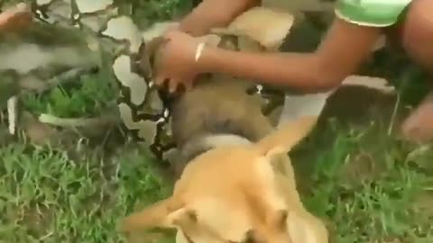 Family Saves Dog From A Snake