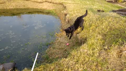 Playing dog ball is amusing.