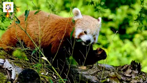 Red panda || wild life