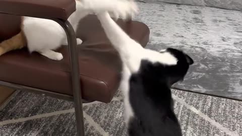 Cat fight 3