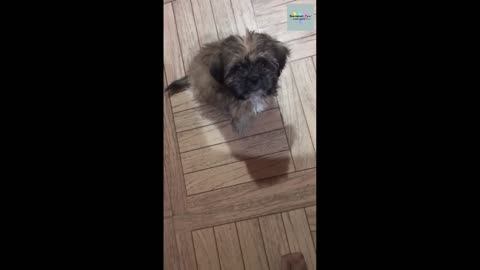 FUNNY Shih Tzu DOG