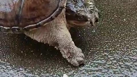 Angry Tortoise