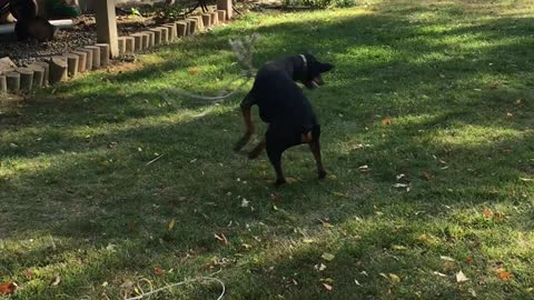 Doberman practicing the lasso