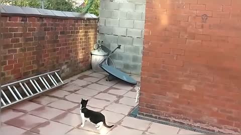 My Cats Tom & Mimi When They Were Young Featuring Peacock