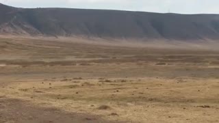 Young Lion Fails to Catch Warthog