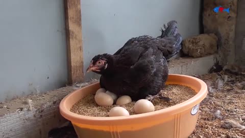 Amazing BORN "MURGI" Hatching Eggs in chaff to Chicks Born - Crazy Hen Harvesting Eggs to chiicks-18