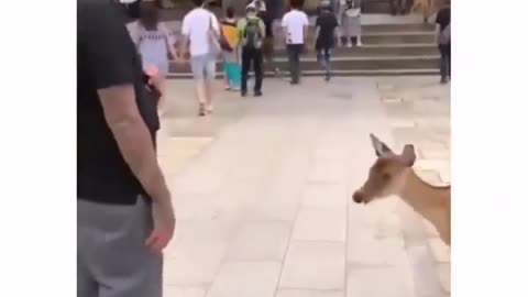 Awesome Bowing Bond: Man and Deer 🙇‍♂️🦌