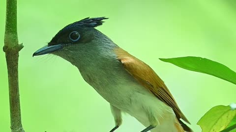 Bird of Paradise feeding chicks in nest