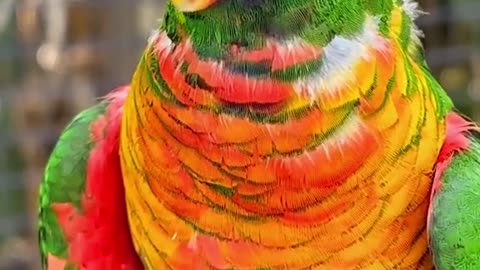 I need a vid of lorikeet landing...