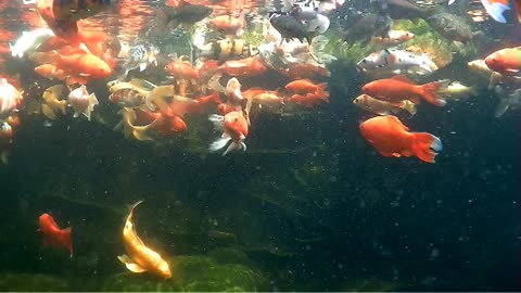 koi and goldfish pond 210627 gatorcam