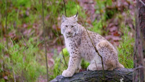 European lynx cat cub sits in the autumn forest