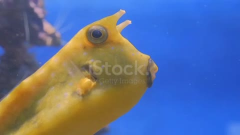 yellow funny fish near corals 💓