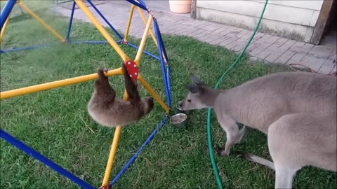 Sloths being so cute with slow climbing