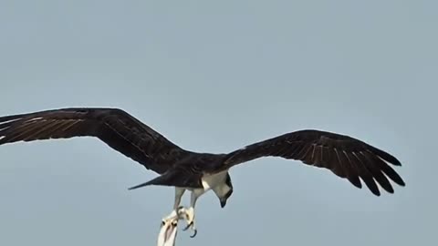 Amazing Eagle Hunting !