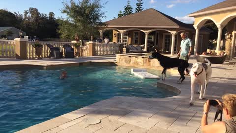 Great Danes enjoy a Pool Party with Friends