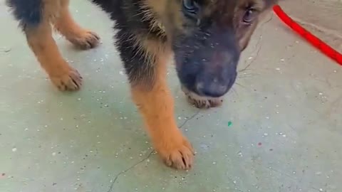 germanshepherdpuppies