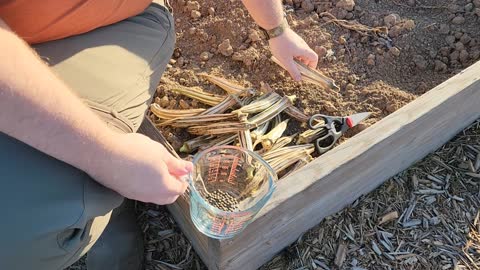 Harvesting Garden Seeds