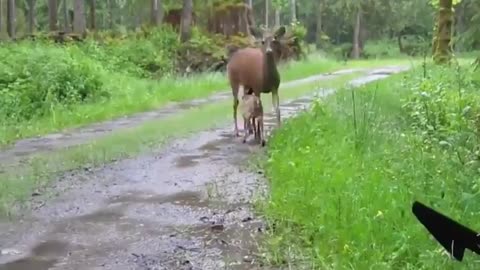 Animals returning to their Homes | Back to Jungle