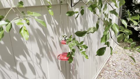 Tree Catching Hummingbird Feeder - AGAIN!