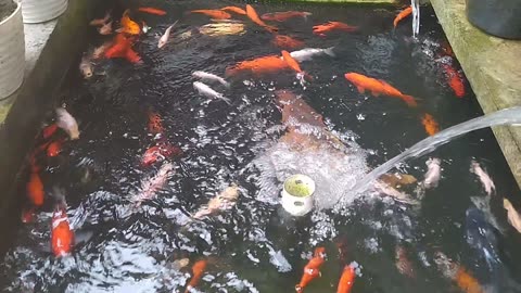 Beautiful Mini Koi Fish Pond