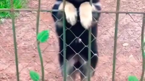 Best Funny Animal Short Videos Of The 2022 Try not to laugh