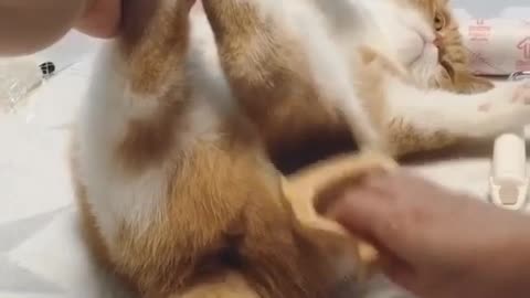 Give the cat a massage