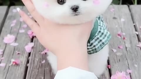 Cute Pomeranian dog || Dog funny video || animal video