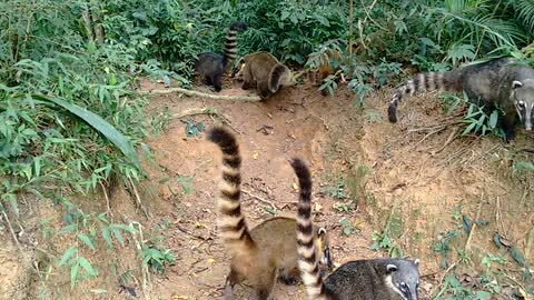 Quatis lindos e mansinhos