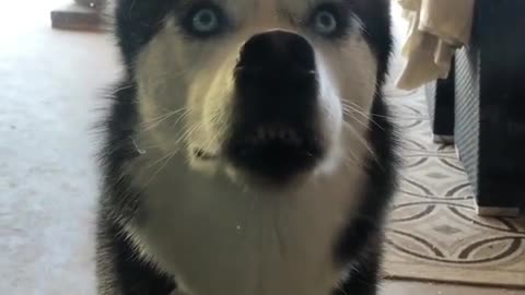 A dog with pricked ears.