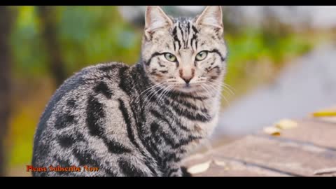 Cute Cats vidios | Cute and baby cats vidio 2022 on usa