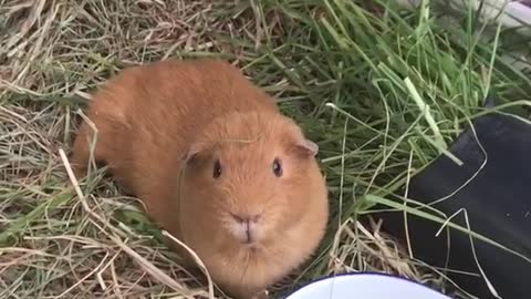 Guinea Pig Stare