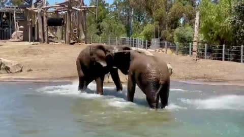 Elephant Fight