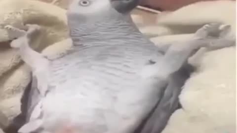 Parrot talking Arabic hilarious 😆