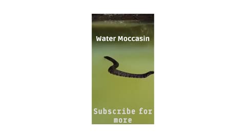 Water Moccasin