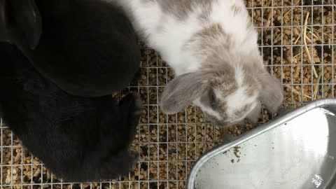 Looking down on rabbits sitting in cage