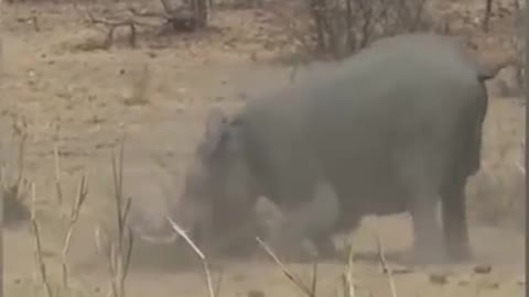 elephant fight with lion in african nature