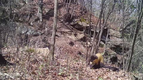 Rare animal appreciation:Yellow-Throated Marten