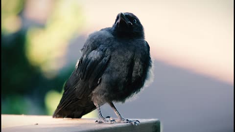 Young Crow: First flight into the world of knowledge and experience.