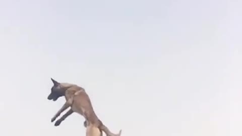 Dog jumps so high to catch a ball. How nice. A must watch.