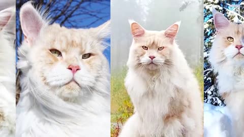 THE BIGGEST MAINE COON CATS