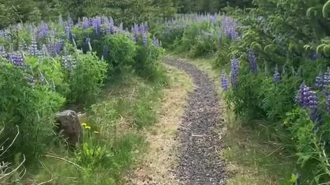 Walk on a fabulous forest walkway