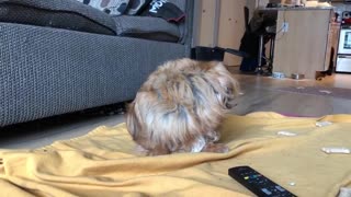 Half blind dog can't figure out where noise voice is coming from