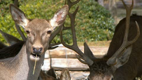 Mammal Animal Deer Feeding