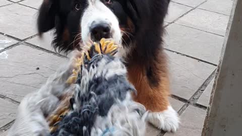 Huge Bernese Mountain Dog plays tug of war with a rug